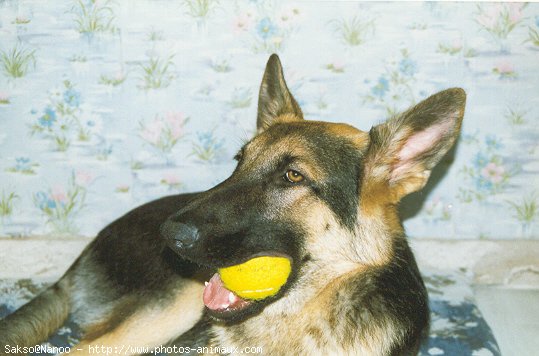 Photo de Berger allemand  poil court