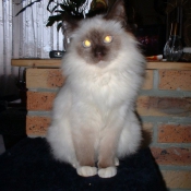 Photo de Sacr de birmanie