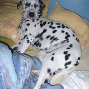 Photo de Dalmatien