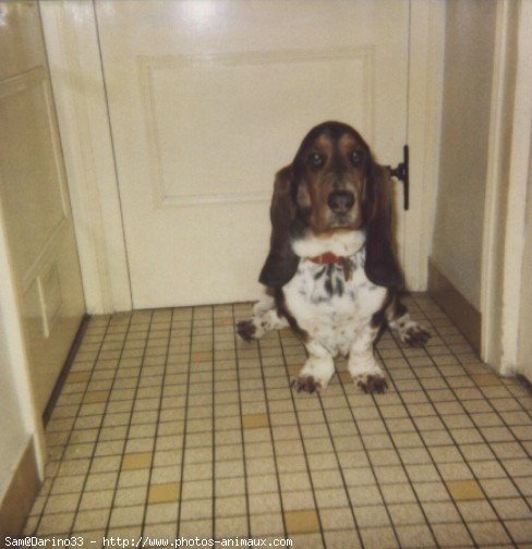 Photo de Basset hound