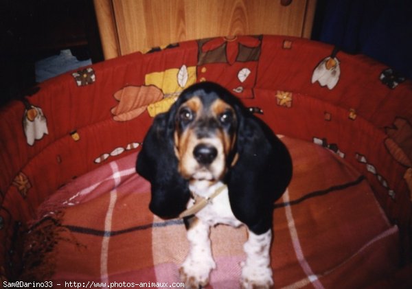 Photo de Basset hound