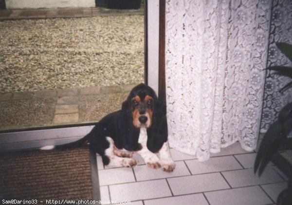 Photo de Basset hound