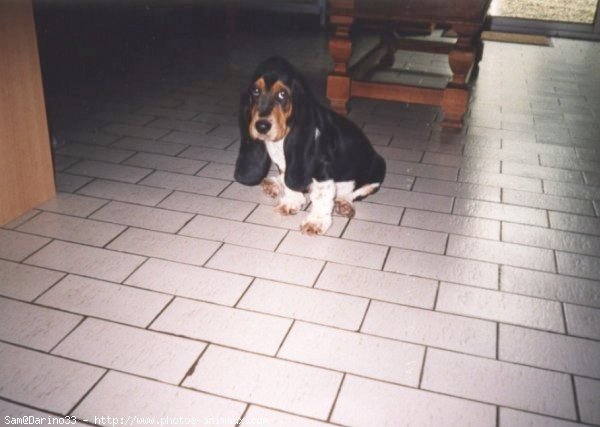 Photo de Basset hound