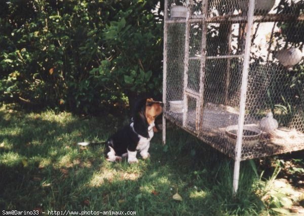 Photo de Basset hound