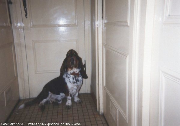 Photo de Basset hound