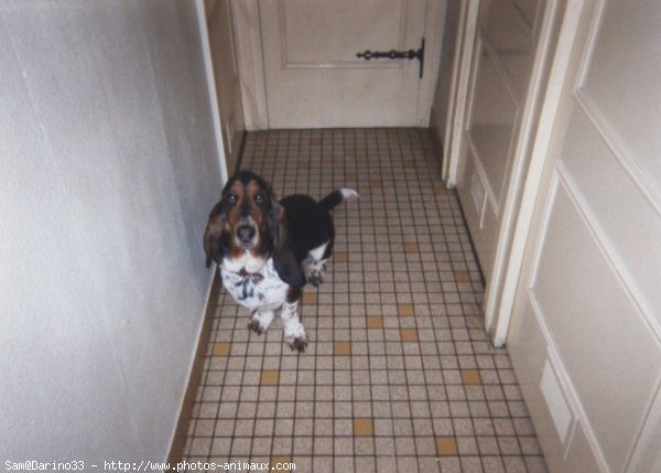 Photo de Basset hound