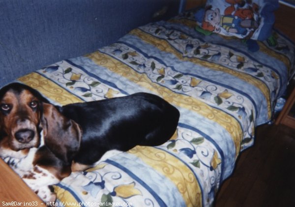 Photo de Basset hound