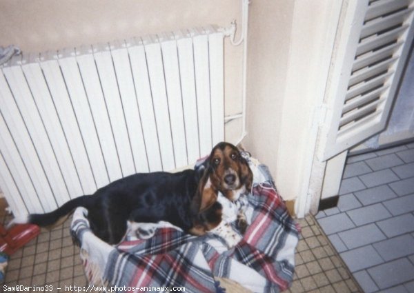 Photo de Basset hound