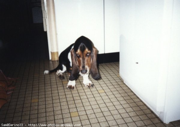 Photo de Basset hound