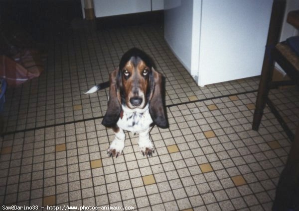 Photo de Basset hound