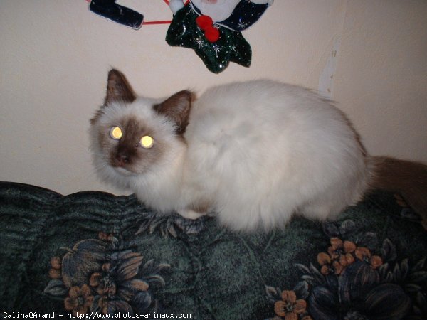 Photo de Sacr de birmanie