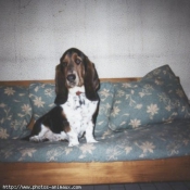 Photo de Basset hound