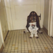 Photo de Basset hound