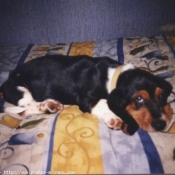 Photo de Basset hound