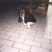 Photo de Basset hound