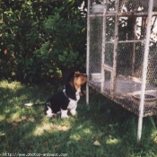 Photo de Basset hound