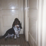 Photo de Basset hound