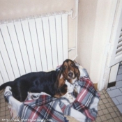 Photo de Basset hound