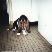 Photo de Basset hound