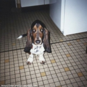 Photo de Basset hound