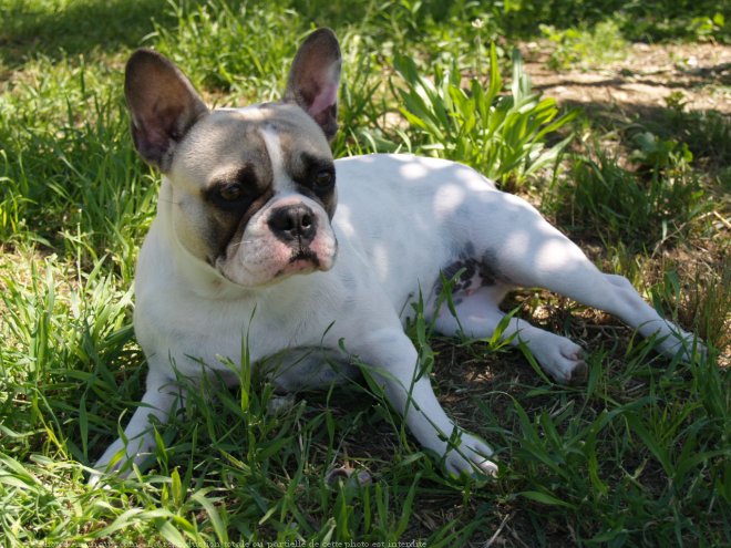 Photo de Bouledogue franais