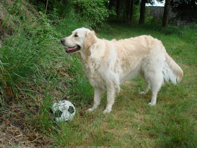 Photo de Golden retriever