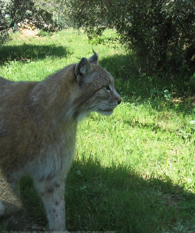 Photo de Lynx