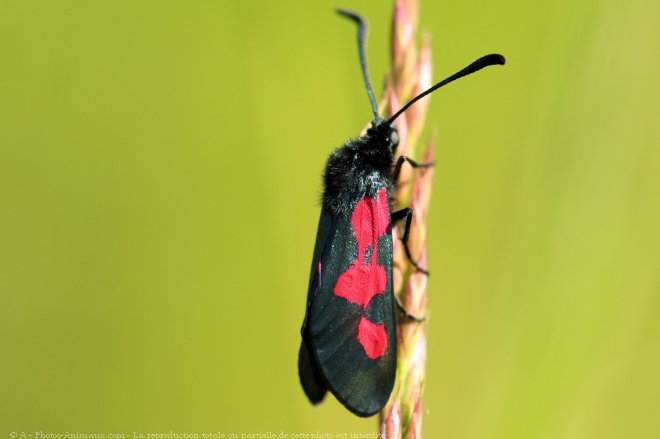 Photo de Papillon