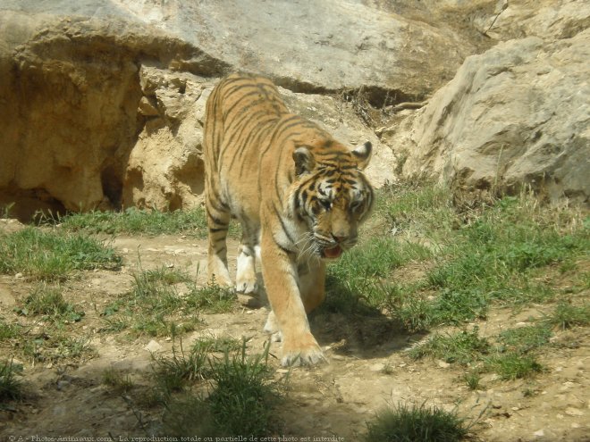 Photo de Tigre