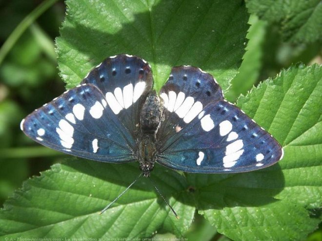 Photo de Papillon