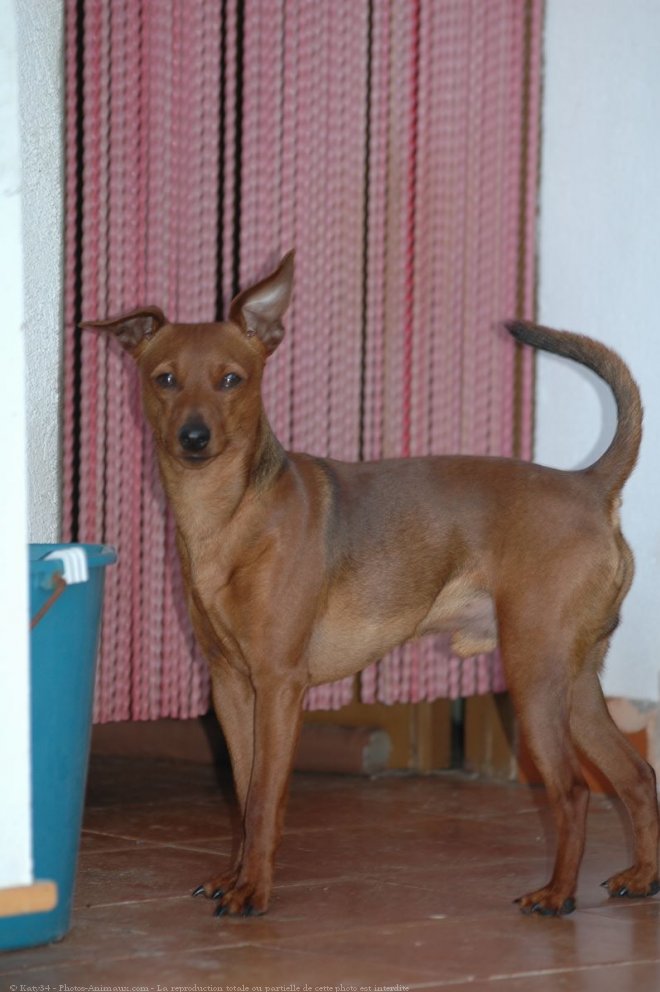 Photo de Pinscher nain