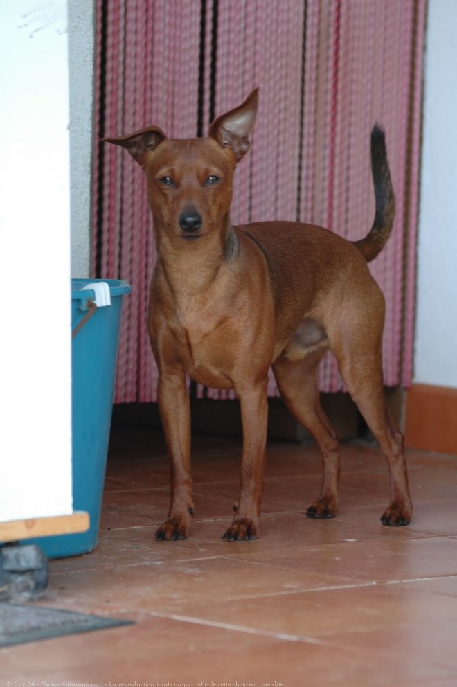 Photo de Pinscher nain