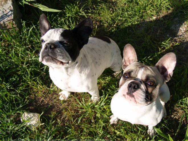 Photo de Bouledogue franais