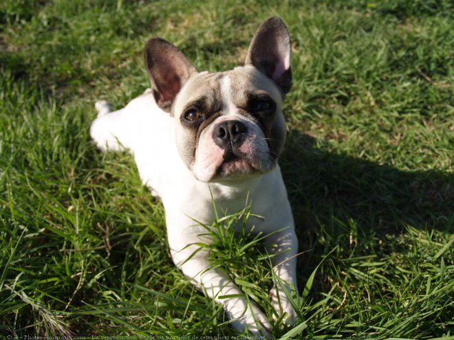 Photo de Bouledogue franais