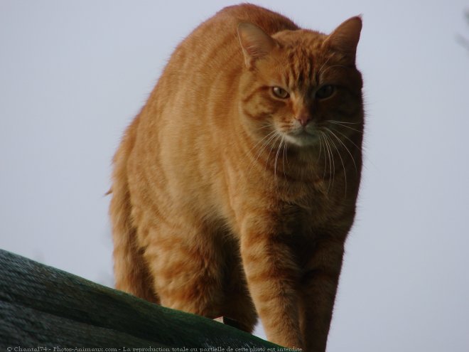 Photo de Chat domestique