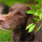 Photo de Labrador retriever