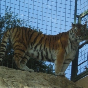 Photo de Tigre