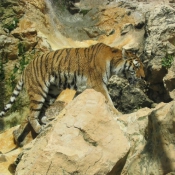 Photo de Tigre