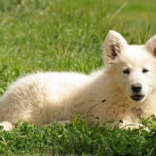 Photo de Berger blanc suisse