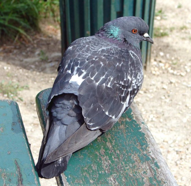 Photo de Pigeon