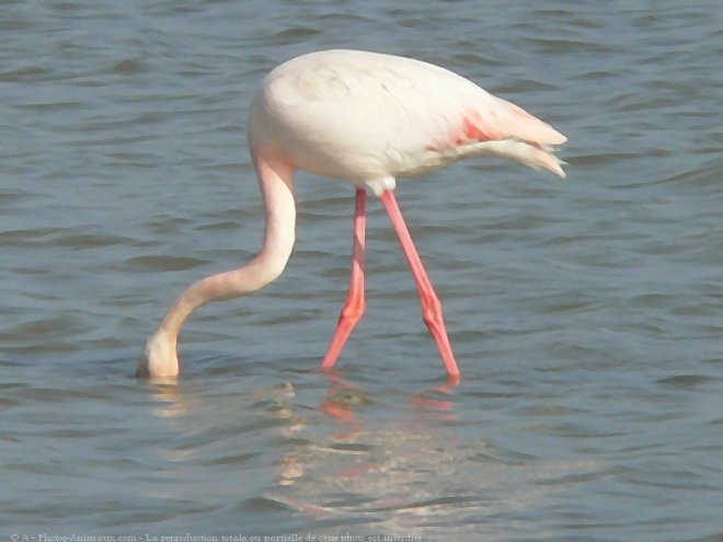 Photo de Flamand rose