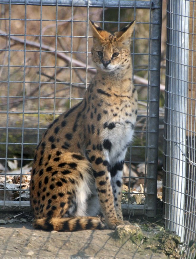 Photo de Serval