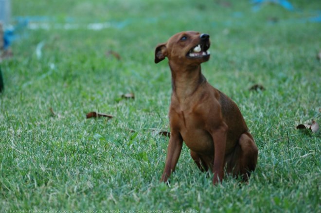 Photo de Pinscher nain