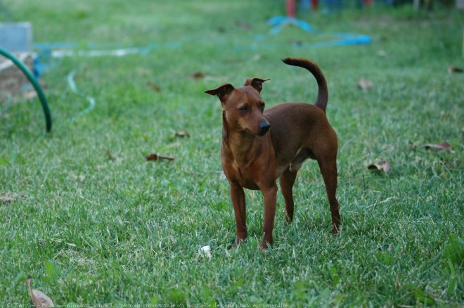 Photo de Pinscher nain