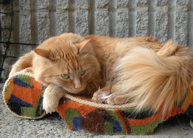 Photo de Chat domestique