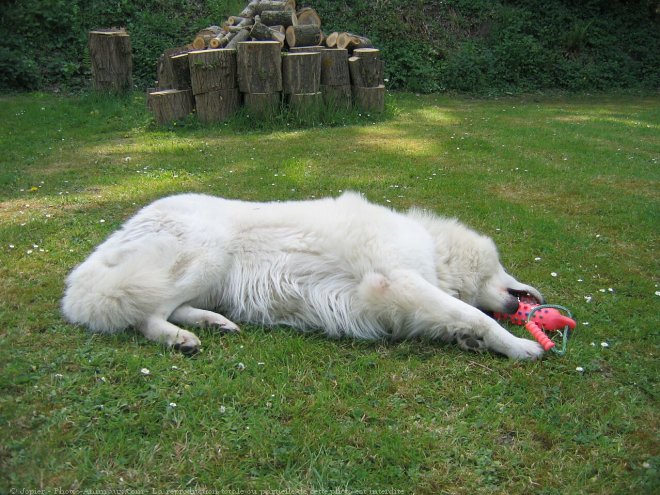 Photo de Berger blanc suisse