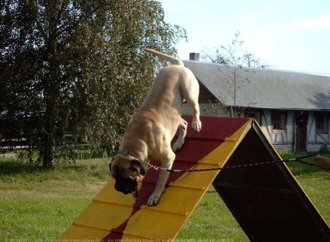 Photo de Bullmastiff