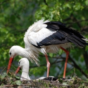 Photo de Cigogne