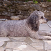 Photo de Caniche moyen