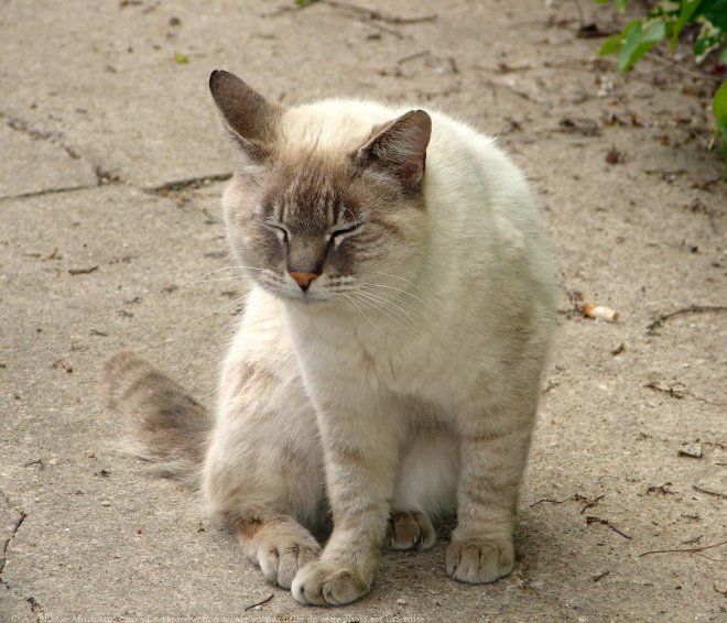 Photo de Chat domestique